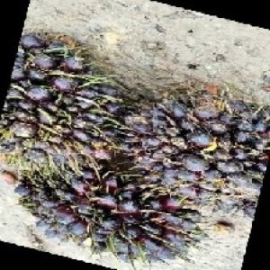 unripe_train (1153).jpg