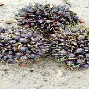 unripe_train (1154).jpg