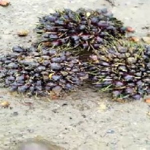 unripe_train (1156).jpg