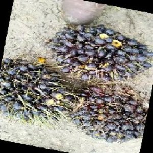 unripe_train (1157).jpg