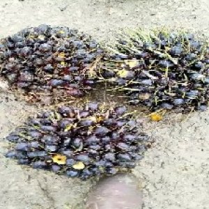 unripe_train (1158).jpg