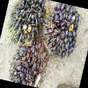 unripe_train (1159).jpg