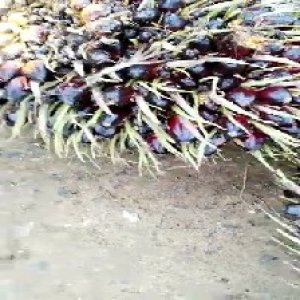 unripe_train (116).jpg