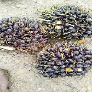 unripe_train (1160).jpg