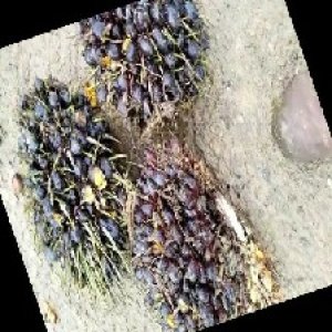 unripe_train (1161).jpg