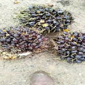 unripe_train (1162).jpg