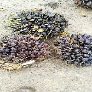 unripe_train (1164).jpg