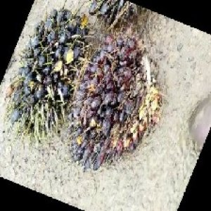 unripe_train (1166).jpg