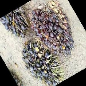 unripe_train (1167).jpg