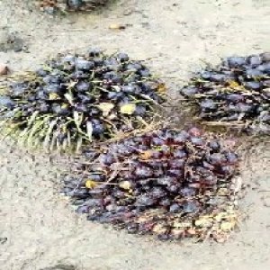 unripe_train (1168).jpg