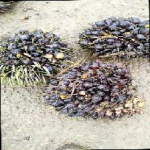 unripe_train (1169).jpg