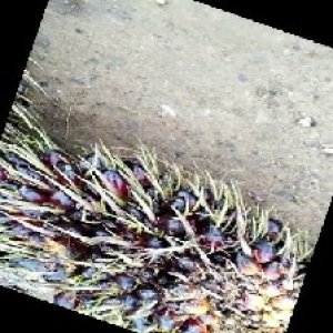 unripe_train (117).jpg