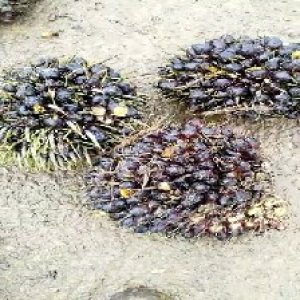 unripe_train (1170).jpg