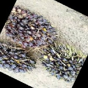 unripe_train (1172).jpg