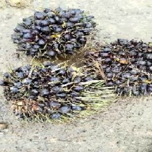 unripe_train (1175).jpg