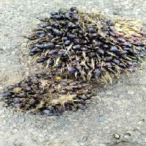 unripe_train (1178).jpg