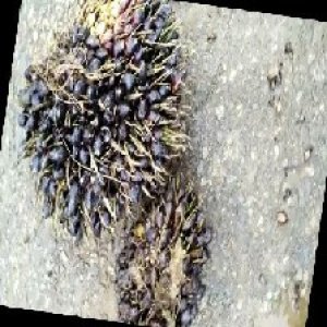 unripe_train (1179).jpg