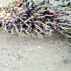 unripe_train (118).jpg