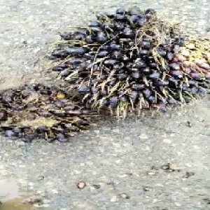 unripe_train (1180).jpg