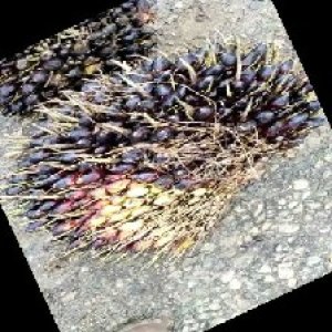 unripe_train (1184).jpg