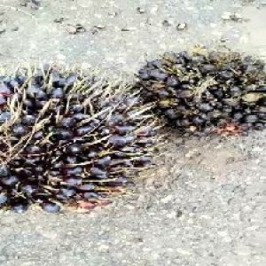 unripe_train (1187).jpg