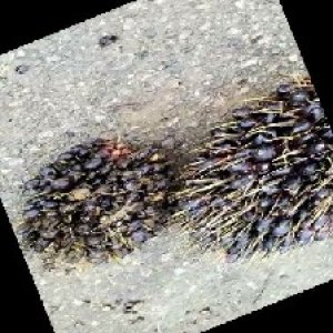 unripe_train (1189).jpg