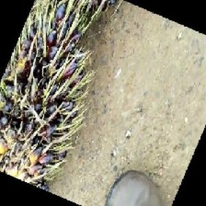 unripe_train (119).jpg