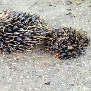 unripe_train (1190).jpg