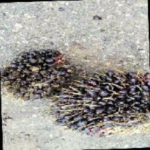 unripe_train (1191).jpg