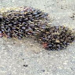 unripe_train (1192).jpg