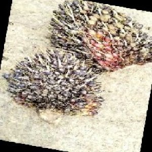 unripe_train (1193).jpg