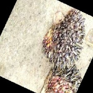 unripe_train (1195).jpg