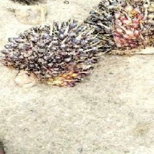 unripe_train (1196).jpg