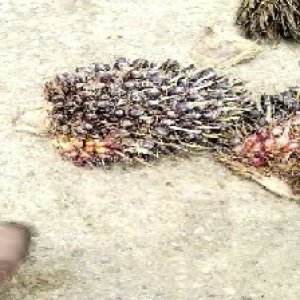 unripe_train (1198).jpg