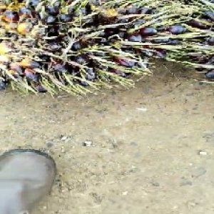 unripe_train (120).jpg