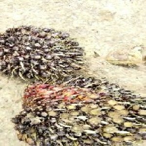 unripe_train (1200).jpg