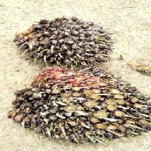 unripe_train (1201).jpg