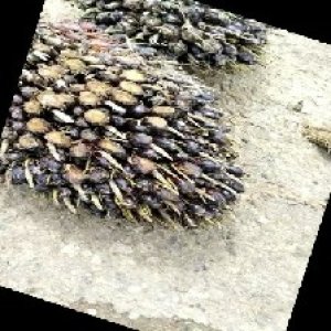 unripe_train (1205).jpg