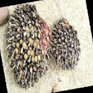 unripe_train (1208).jpg