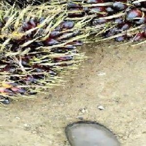 unripe_train (121).jpg