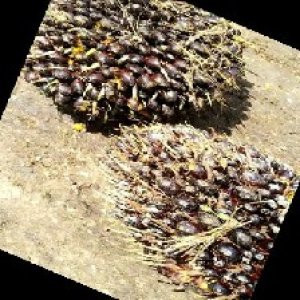 unripe_train (1210).jpg