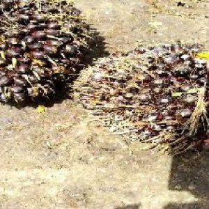 unripe_train (1211).jpg