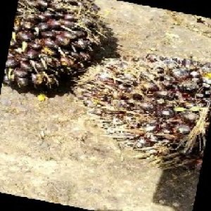 unripe_train (1212).jpg