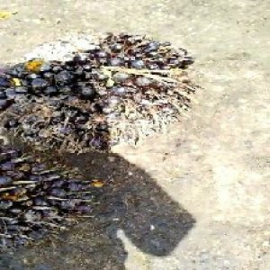 unripe_train (1214).jpg