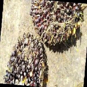 unripe_train (1215).jpg