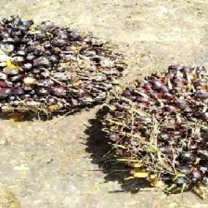 unripe_train (1216).jpg