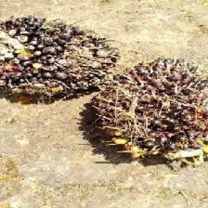 unripe_train (1217).jpg