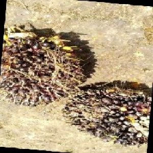 unripe_train (1218).jpg