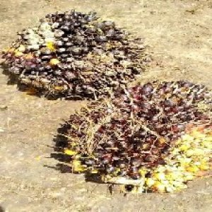 unripe_train (1220).jpg