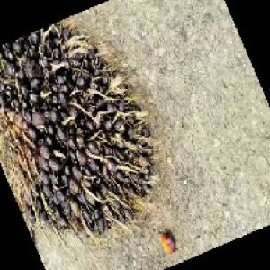 unripe_train (1223).jpg